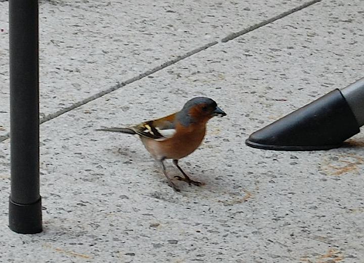 Vinkje op binnenplaats cafetaria.jpg